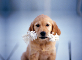 Собака ждёт хозяина дома